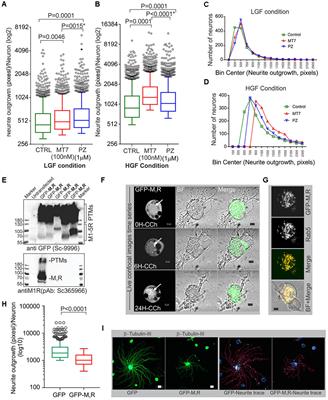 Muscarinic Acetylcholine Type 1 Receptor Activity Constrains Neurite Outgrowth by Inhibiting Microtubule Polymerization and Mitochondrial Trafficking in Adult Sensory Neurons